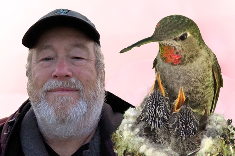 The image shows a close-up of a hummingbird perched on a branch, with a framed photograph of a man with a beard in the background, set against a colorful sunset sky.